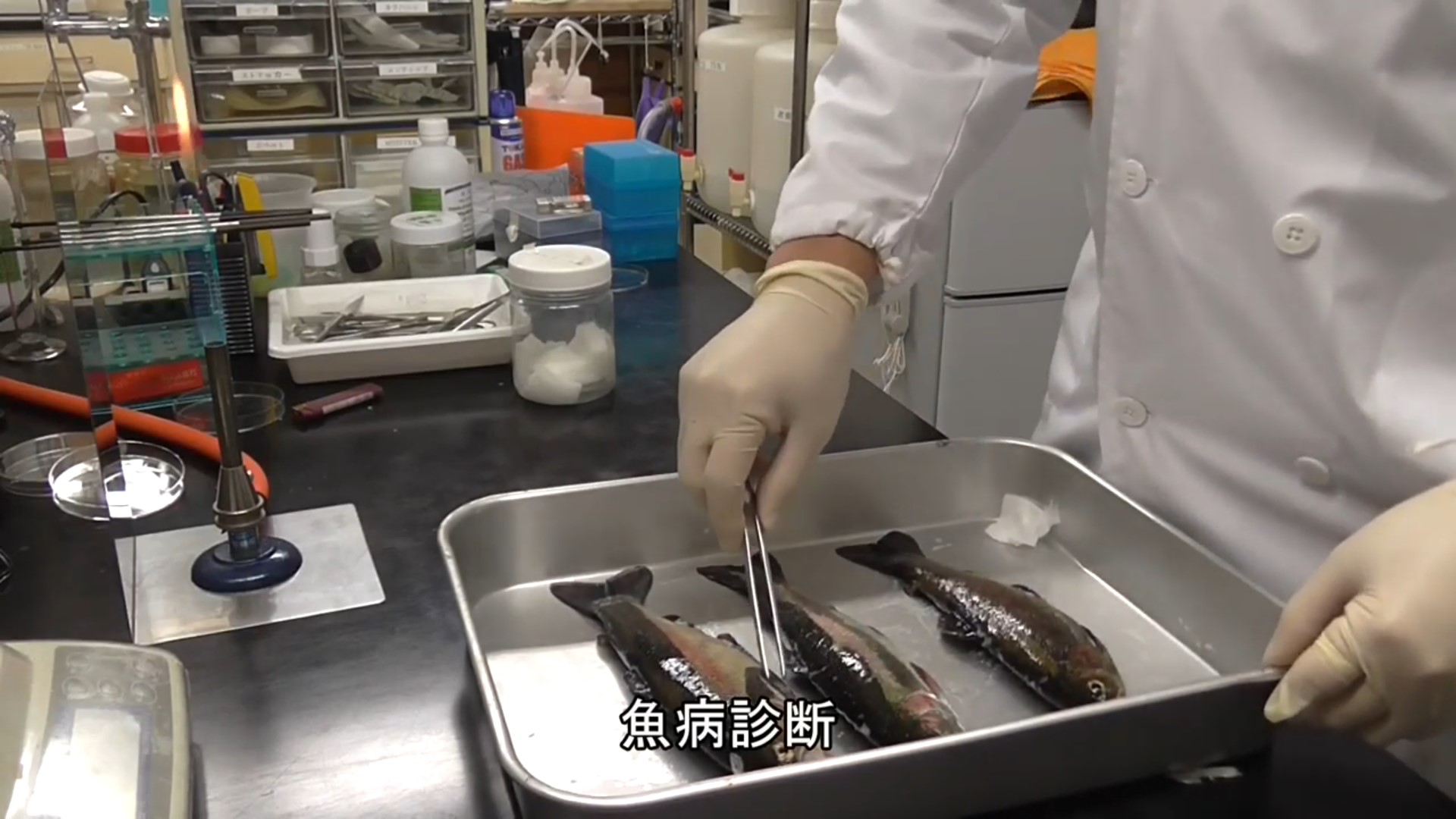 魚病診断の動画