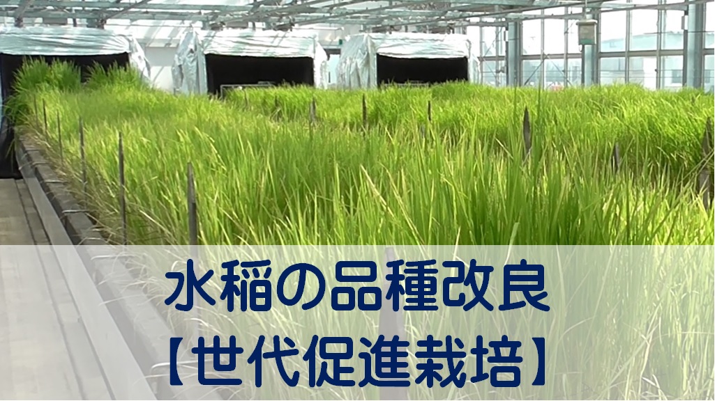 水稲の品種改良における世代促進温室の画像