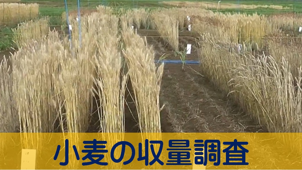 小麦の収量調査_AS2.jpg