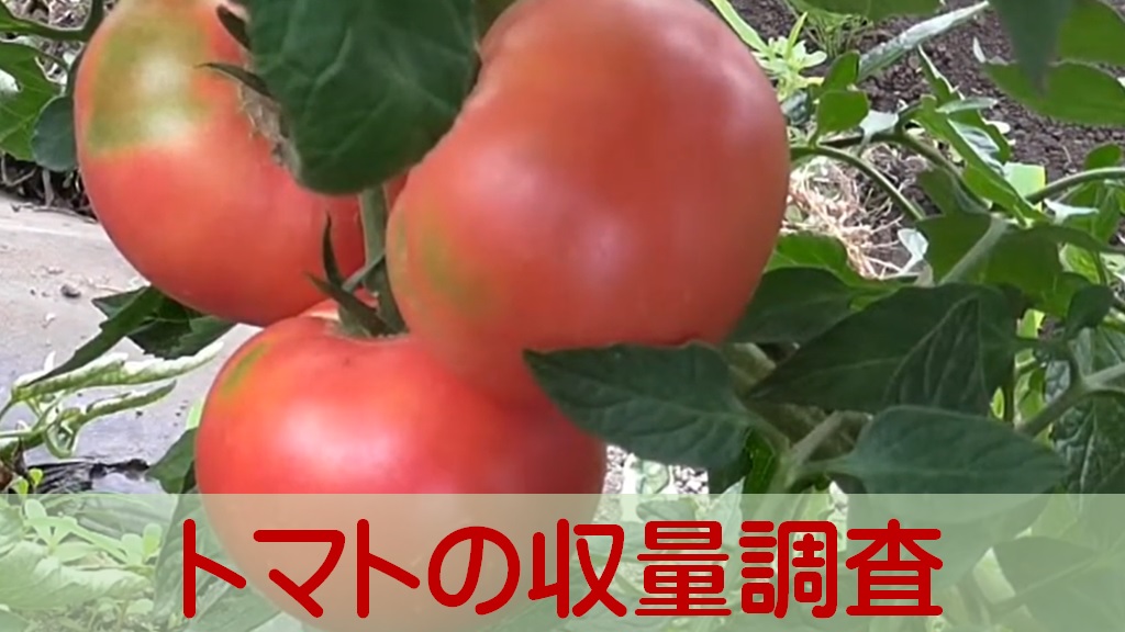 トマトの収量調査_AS12.jpg
