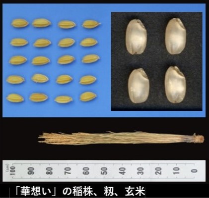 華想いの稲株、籾、玄米