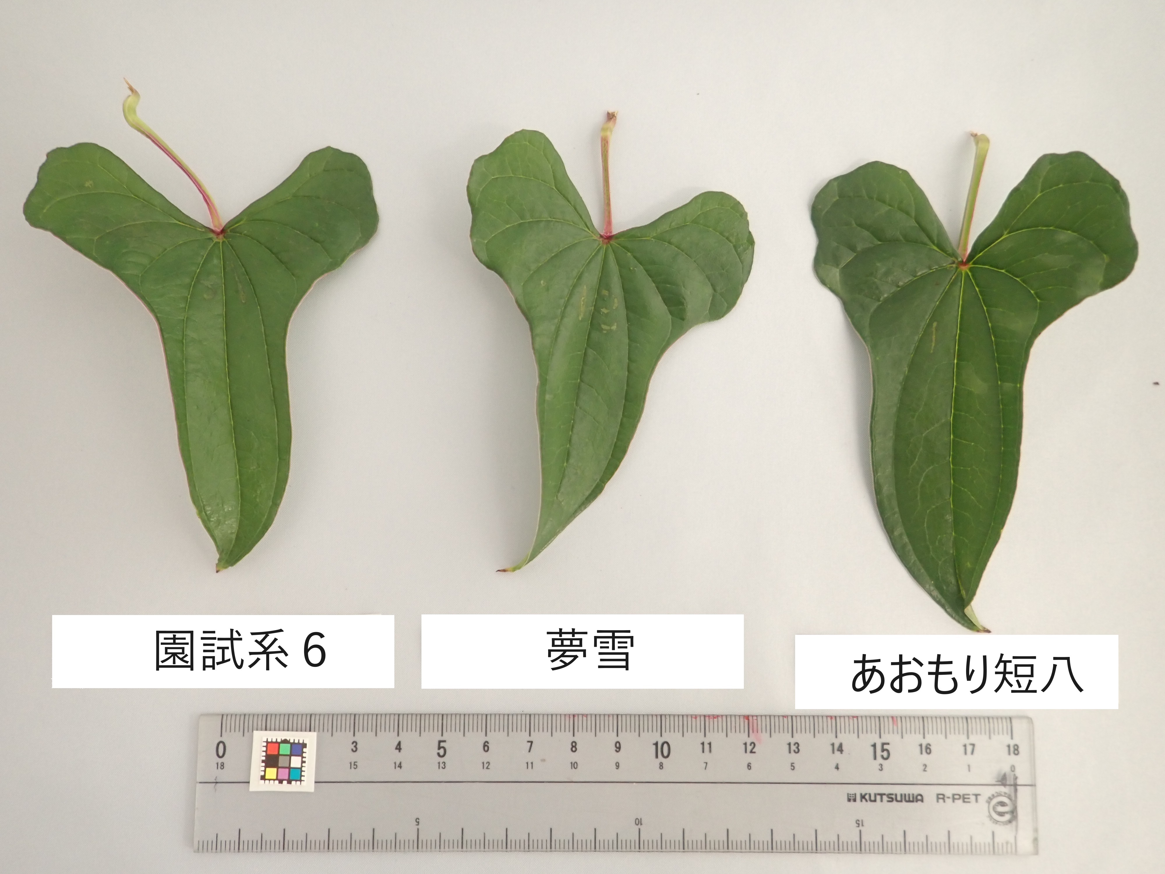 「夢雪」と対照品種の葉の比較