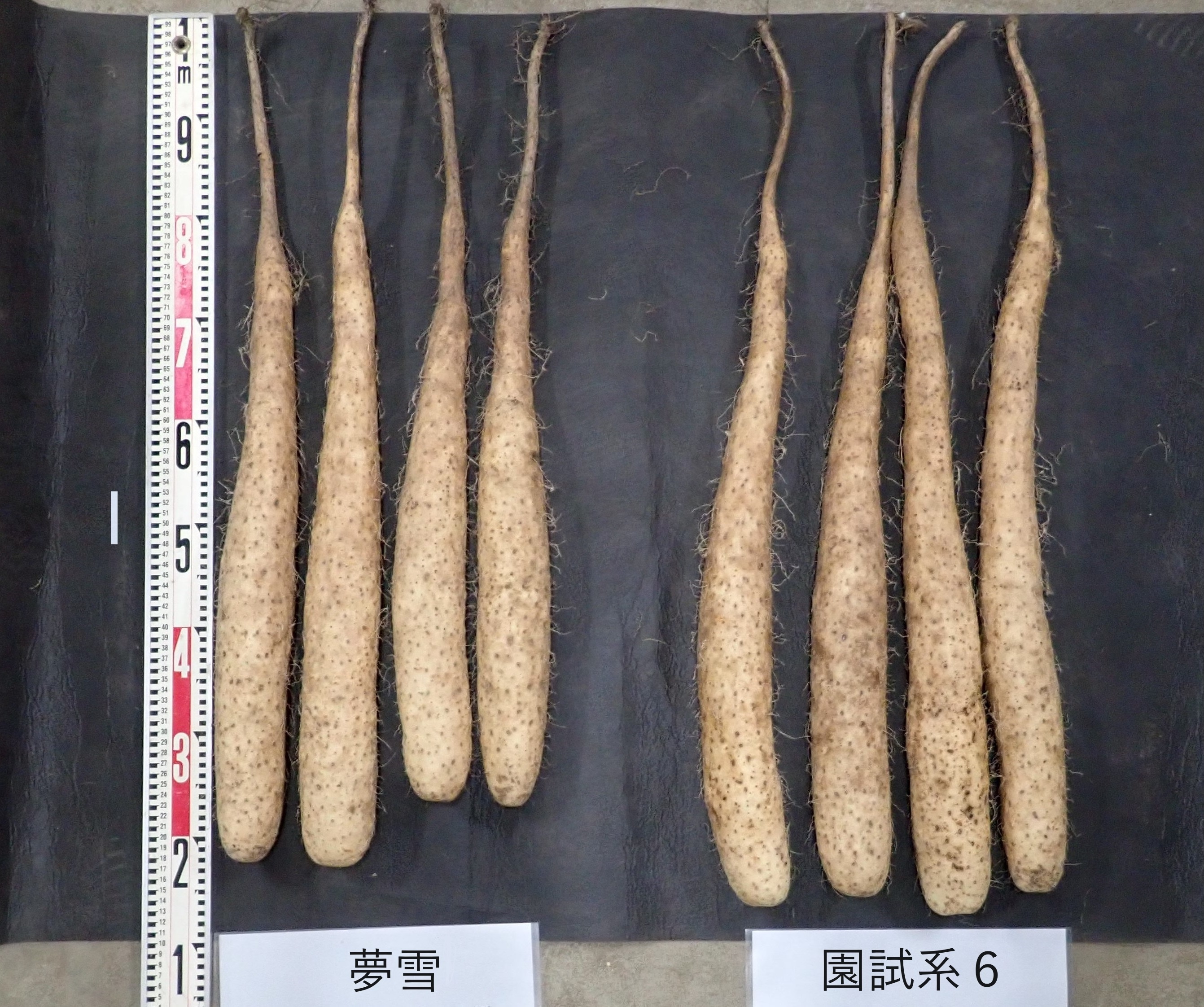 「夢雪」と対照品種（「園試系６」）のいもの比較