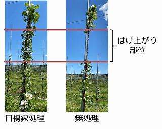 目傷鋏の側枝発出効果の写真.jpg