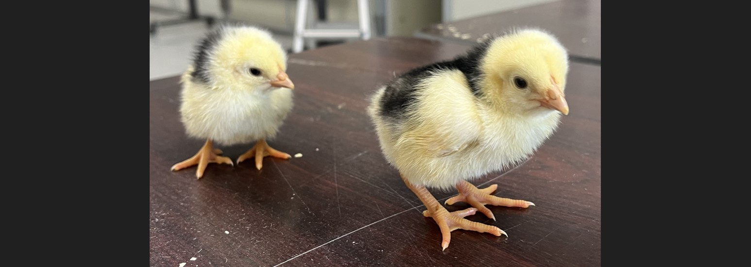 ２羽のひな