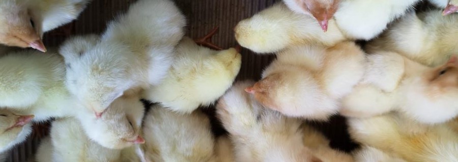 あすなろ卵鶏のひな