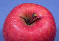 りんごのつる割れの写真.jpg