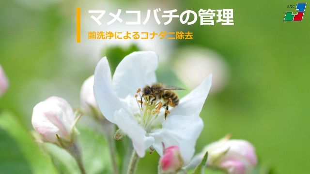 マメコバチの管理～繭洗浄によるコナダニ除去～