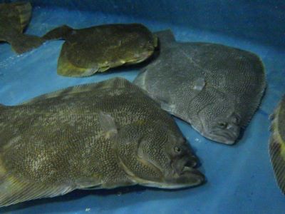 採卵用の親魚
