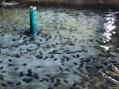 養殖中の稚魚