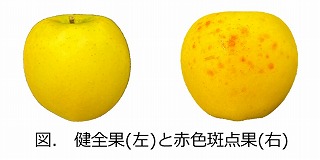 健全化と赤い斑点果の写真.jpg