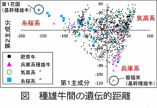 種雄牛間の遺伝的距離の図.jpg