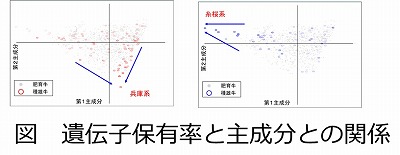 牛ごとの遺伝子保有率と主成分との関係の図.jpg