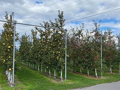 りんご高密植栽培樹形.jpg