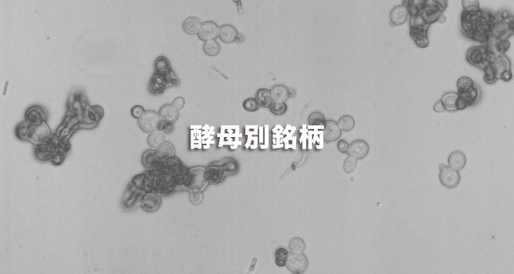 酵母別銘柄