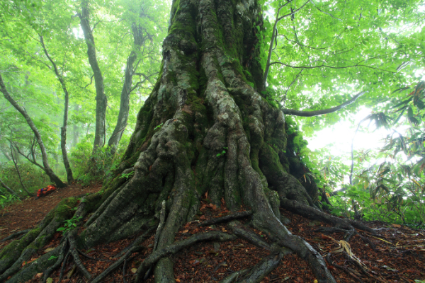 Enormous trunk of buna tree (Japanese beech)