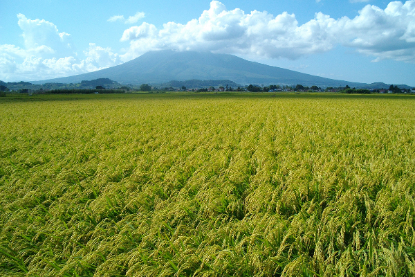 Rice field of ‘Hana-omoi’ with Mt. Iwaki