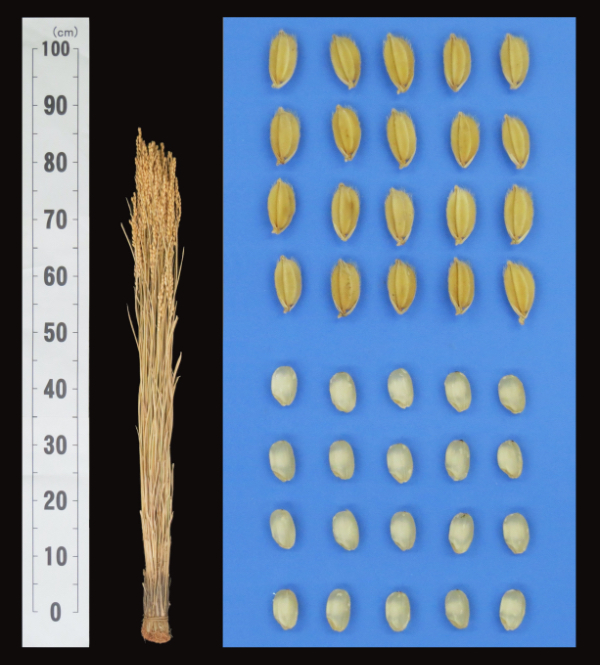 Ear, grain, polished rice of Hana-hubuki