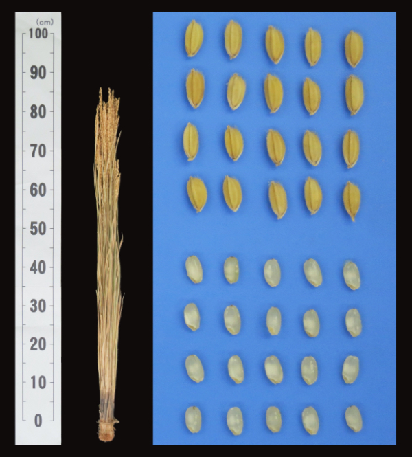 Ear, grain, polished rice of Hana-omoi