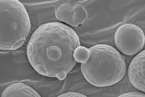 Electron microscope image of Aomori original yeast