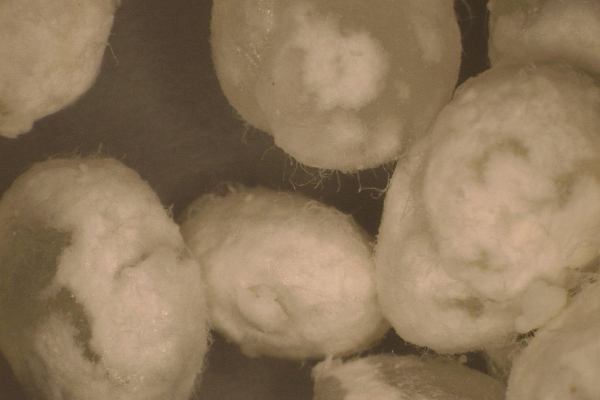 Enlarged image of rice koji covered with koji myceliums