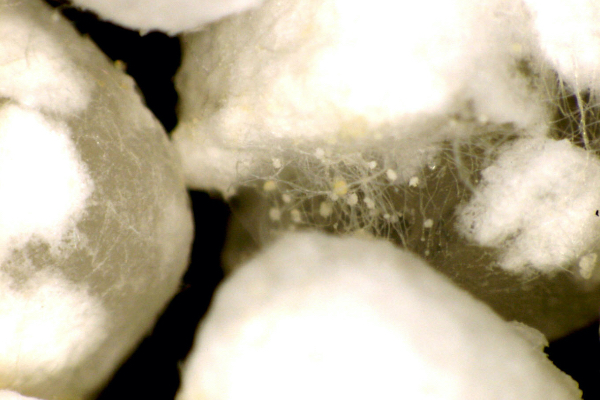 Enlarged image of rice koji biodegraded by Aomori original koji mold