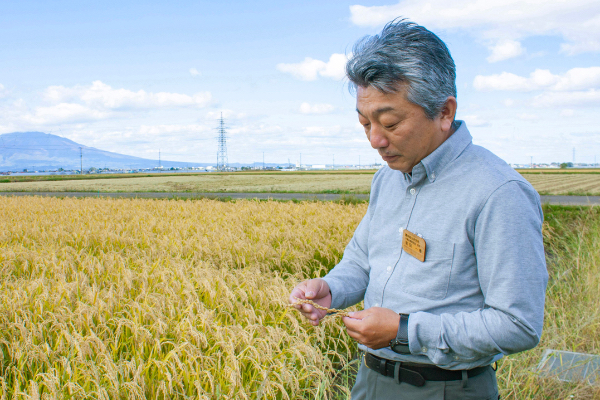 Kazuharu Maeda, chief manager of rice variety development at Agricultural and Forestry Research Institute, is checking growth of Gin-eboshi.