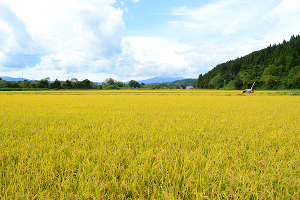 Rice,Yeast,Koji 