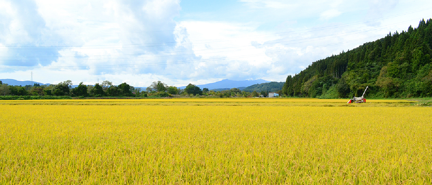 酒米・酵母・麹