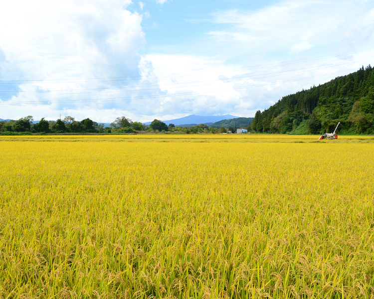 酒米・酵母・麹