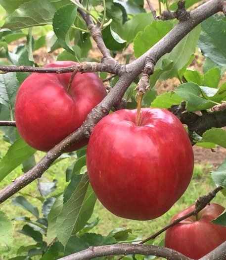 紅はつみ