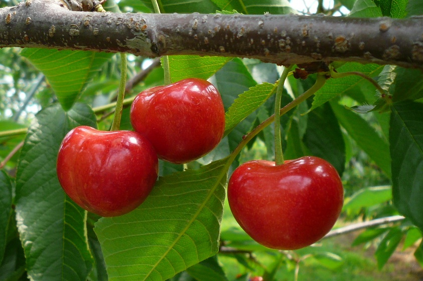 オウトウ新品種「ジュノハート」