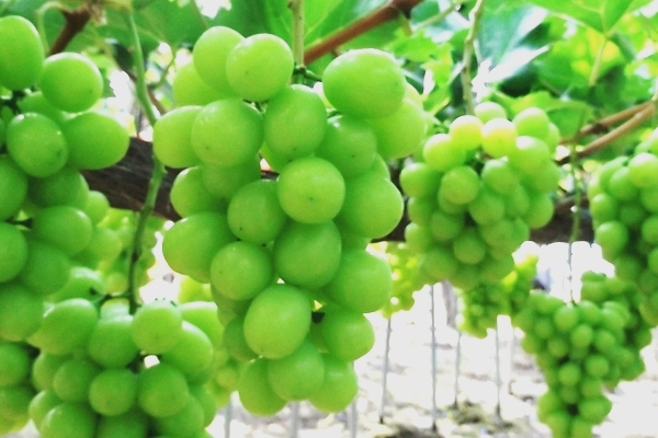 ブドウ「シャインマスカット」