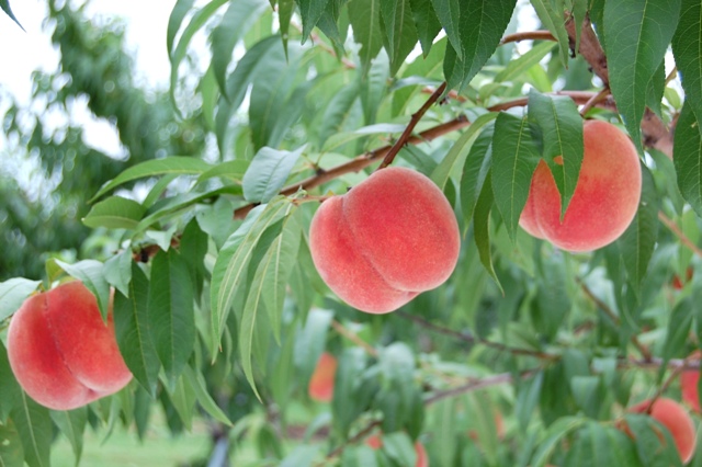モモ「川中島白桃」