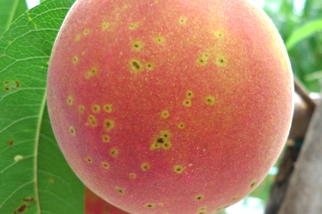 モモのせん孔細菌病