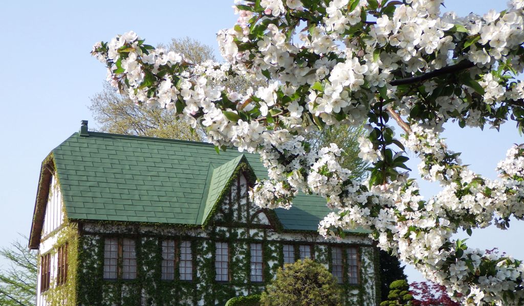 りんご史料館とりんご原木の花