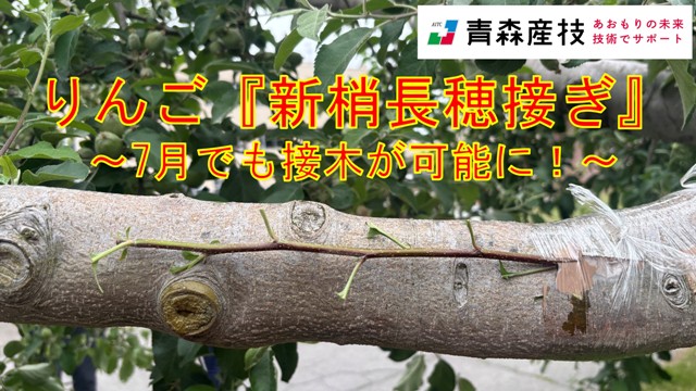 りんごの「新梢長穂接ぎ」について