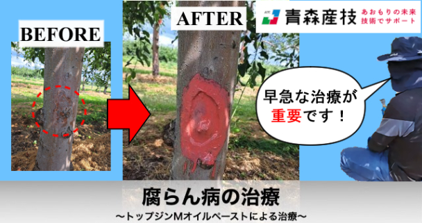トップジンMオイルペーストによる腐らん病の治療