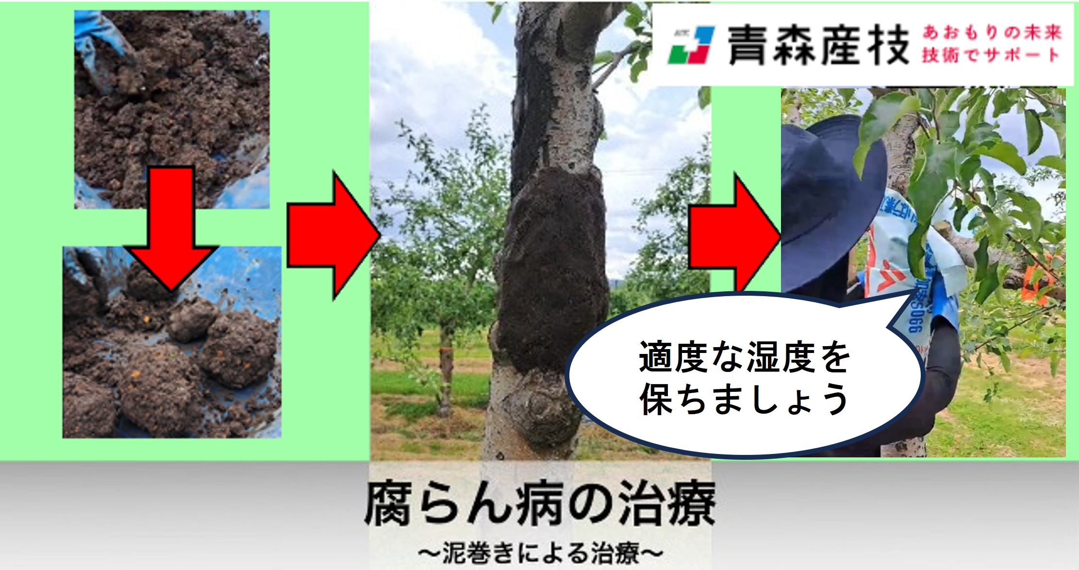 泥巻き法による腐らん病の治療