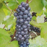 1-1grape-steuben.jpg