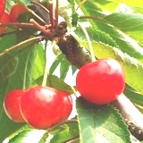 2-2cherry-beni.jpg