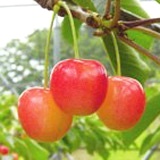 2-3cherry-nanyo.jpg