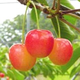 2-3cherry-nanyo.jpg