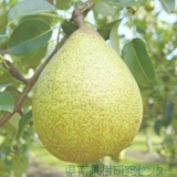 4-1pear-general.jpg