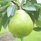 4-2pear-lafrance.jpg