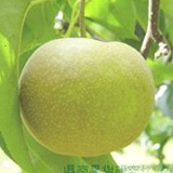 5-1pear-kousui.jpg