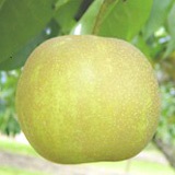 5-2pear-tama.jpg