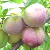 7-2plum-sorudamu.jpg