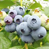 8-2blueberry-kobil.jpg