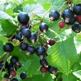 9-1blackberry-aomorizairai.jpg